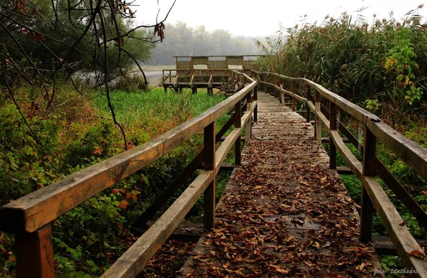 Macar Ormanında Tahta Yol — Stok fotoğraf