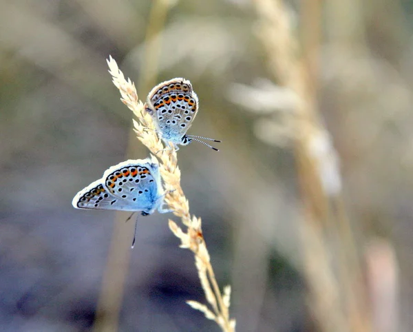 Papillons Dans Champ Sauvage Printemps Hongrie — Photo