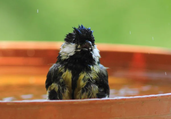 Small bird washing in a pot saucer full of  water in Hungary.