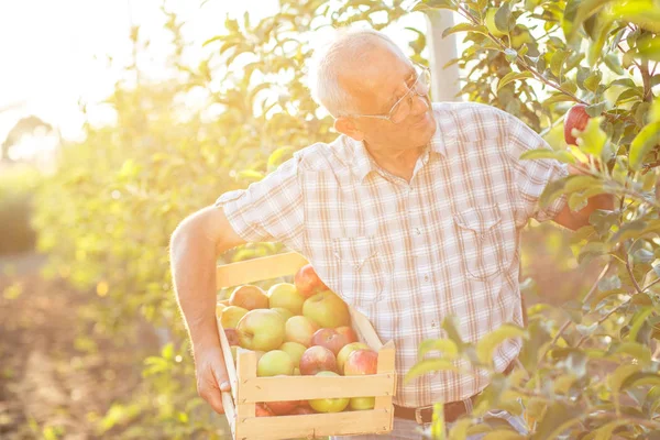 Senior man picking apples in his orchard. He examining the apple production while holding crate with apples.