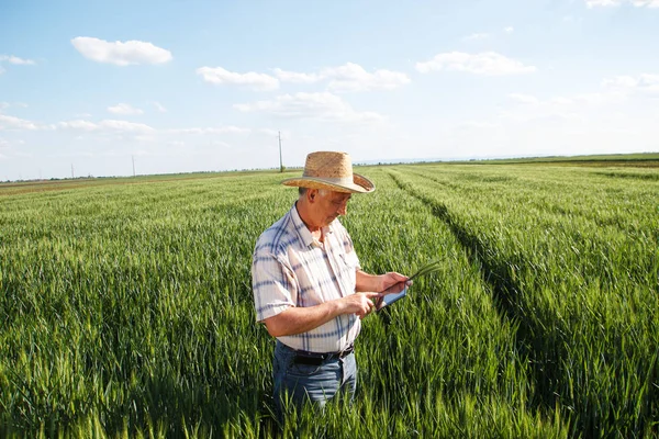 old farmer in straw hat using tablet pc while waking by field and checking wheat harvest, agriculture concept