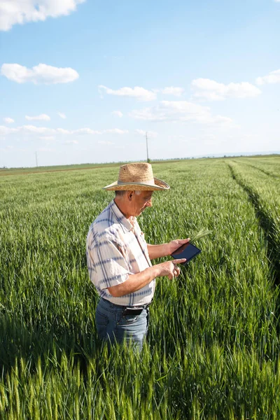old farmer in straw hat using tablet pc while waking by field and checking wheat harvest, agriculture concept