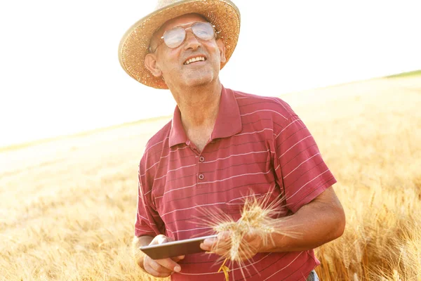 Senior farmer standing in wheat field and examining crop before harvesting with a tablet