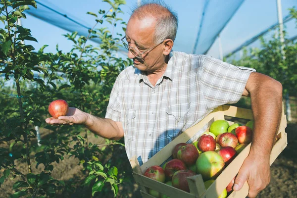 Senior man examining the apple production in his orchard.