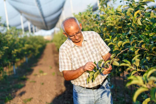 Senior man examining the apple production in his orchard.