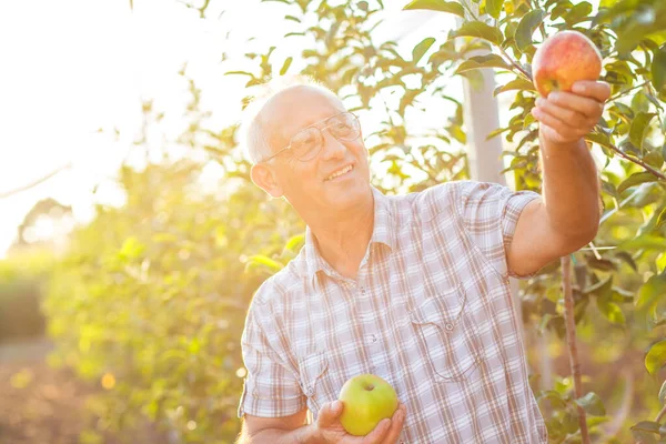 Senior man examining the apple production in his orchard.