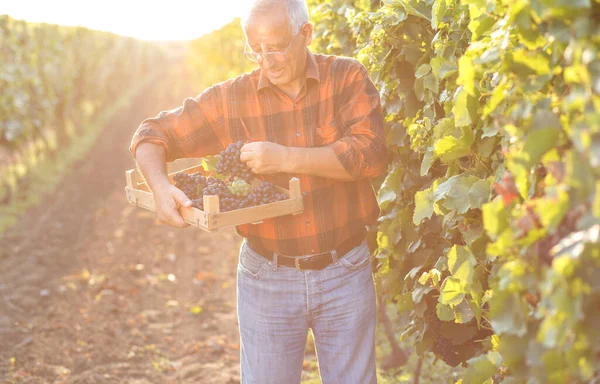 Man in a red checkered shirt grows grapes in the vineyard
