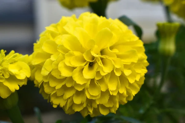 Close Yellow Marigold Blooming Outdoors — Stock Photo, Image