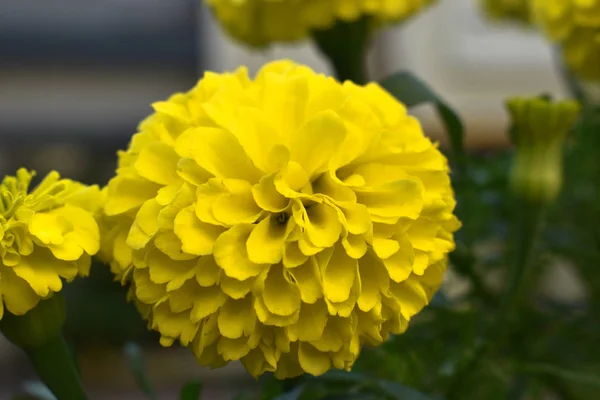 Nahaufnahme Der Gelben Ringelblume Die Freien Blüht — Stockfoto