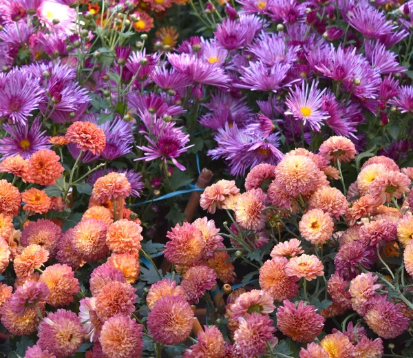 Piękne Tło Kwiatowe Kolorowymi Kwiatami — Zdjęcie stockowe