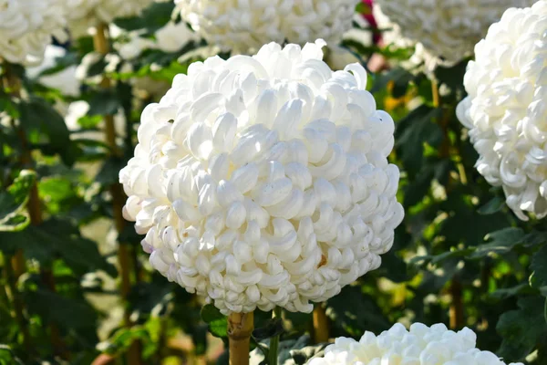 Weiße Bommelblüte Chrysantheme Garten — Stockfoto