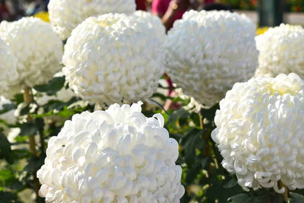 Biały Kwiat Pomponu Chryzantema — Zdjęcie stockowe