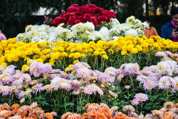 Красиві Суниці Біло Жовті Барвисті Квіти Саду — стокове фото