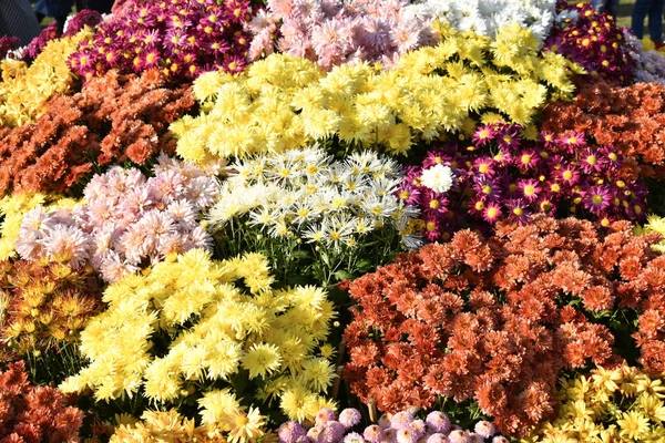 Belles Fleurs Colorées Dans Jardin — Photo