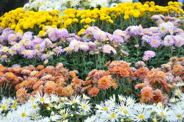 Красивые Белые Желтые Красочные Цветы Саду — стоковое фото