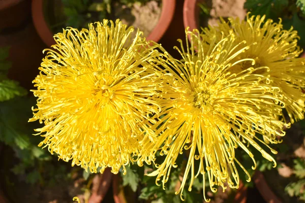Crisântemo Amarelo Aranha Mães Flor — Fotografia de Stock