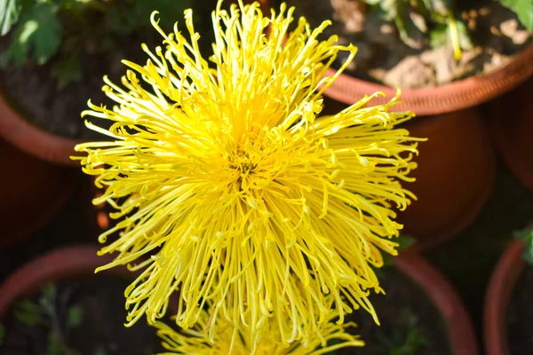 Gule Krysantemum Edderkoppmødre Blomst – stockfoto