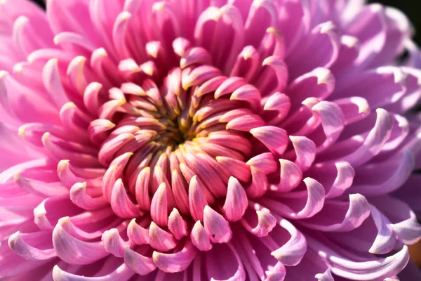 Close-up view of beautiful Pink pom pom flower