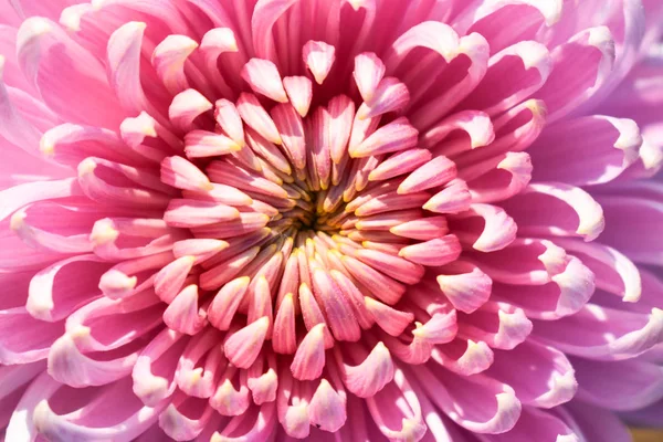 Close-up view of beautiful Pink pom pom flowers