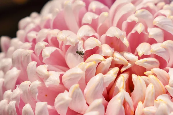 Close-up views of beautiful Pink pom pom flower