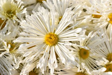 Güzel beyaz çiçek görünümünü kapat