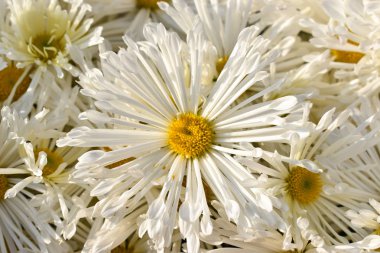 Güzel beyaz çiçeklerin yakın görüntüsü