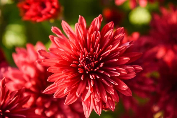 Nahaufnahme Von Schönen Roten Frühlingsblumen — Stockfoto