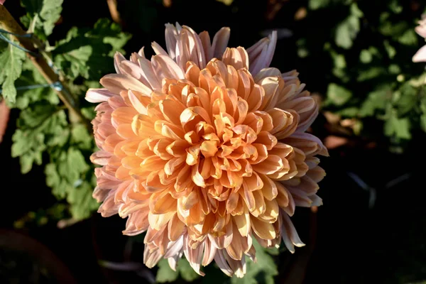 Vista Cerca Del Hermoso Color Melocotón Pompón Flor Crisantemo Jardín —  Fotos de Stock