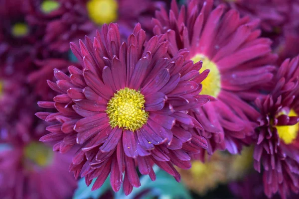 Schöne Kastanienbraune Farbe Koreanische Doppelte Blume Garten — Stockfoto