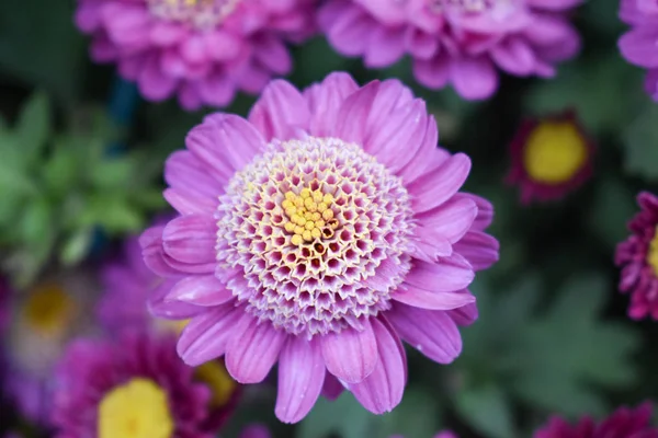Vista Perto Bela Flor Dupla Coreana Vilot Jardim — Fotografia de Stock