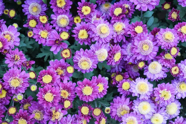 Beautiful Close View Vilot Korean Double Flower Garden — Stock Photo, Image