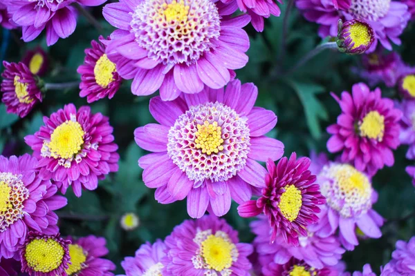 Schön Bösewicht Koreanisch Double Flower Garten — Stockfoto