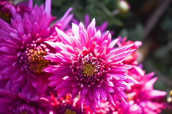 Close View Beautiful Pink Spring Flowers — Stock Photo, Image