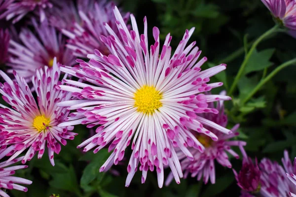 Nahaufnahme Von Schönen Rosa Gelben Und Weißen Blumen — Stockfoto
