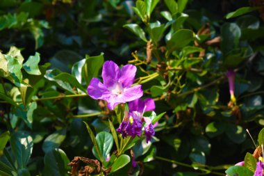 Yeşil Çalılıklarda Güzel Purpule Çiçeği