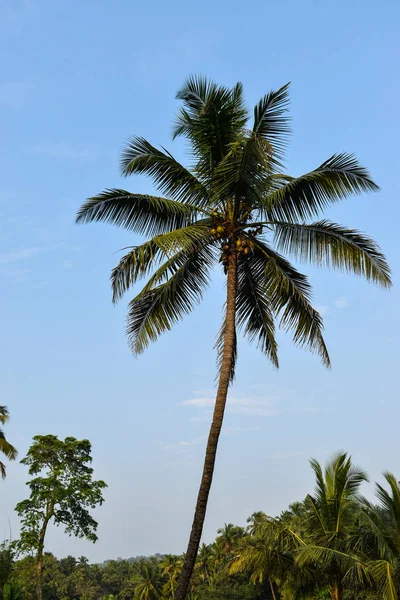 Prachtige Kokosboom Blauwe Lucht — Stockfoto