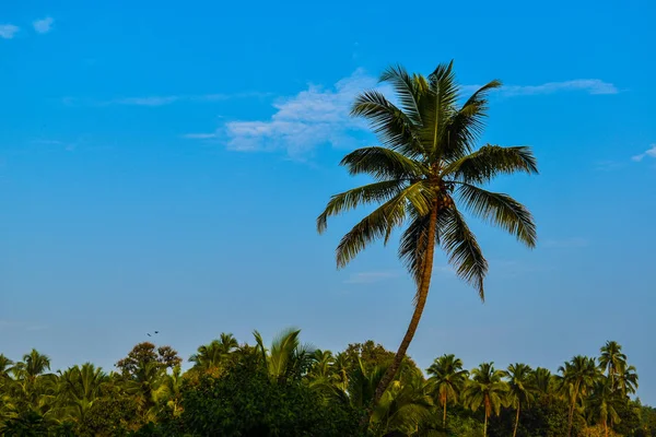 Кокосове Дерево Блакитному Небі — стокове фото