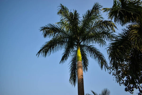 Beautiful Solo Coconut Tree Blue Sky — Stock Photo, Image
