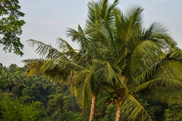 Красиве Кокосове Дерево Лісі — стокове фото