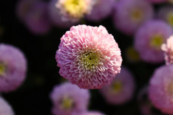 Piękna Wiosna Kwiatów Tła — Zdjęcie stockowe