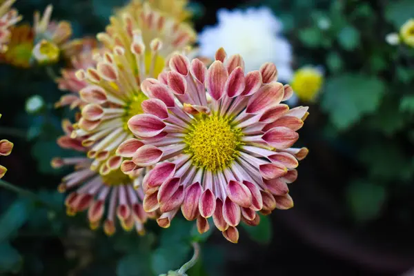 Nahaufnahme Schöner Roter Gelber Und Weißer Frühlingsblumen — Stockfoto