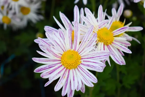 Nahaufnahme Der Schönen Weißen Blume — Stockfoto