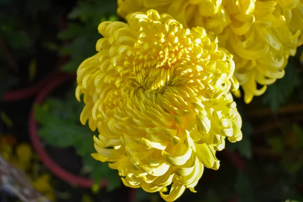 Close View Beautiful Yellow Color Pompon Flower Chryzantemy Ogrodzie — Zdjęcie stockowe