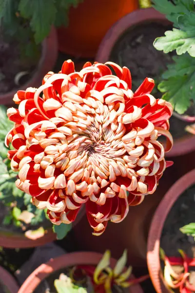 Widok Bliska Czerwony Kolor Pompon Kwiat Chryzantema Ogrodzie — Zdjęcie stockowe