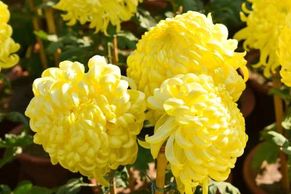 Close View Beautiful Yellow Color Pompon Flower Chryzantemy Ogrodzie Grupie — Zdjęcie stockowe