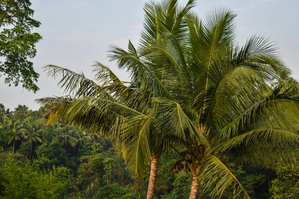 Schöne Grüne Kokospalmen Goa — Stockfoto