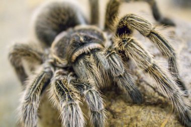 Dev bir örümcek, Goliath kuş yiyen tarantula (dünyanın en büyük tarantulası) yakın çekim