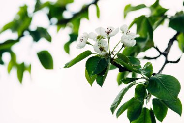 İlkbaharda beyaz arka planda elma çiçekleri açar.