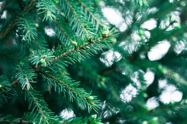 Mavi ladin dalı. İğneler ile ladin güzel dalı. Doğada Noel ağacı. Yeşil ladin. Ladin yakın çekim.