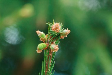 Mavi ladin dalı. İğneler ile ladin güzel dalı. Doğada Noel ağacı. Yeşil ladin. Ladin yakın çekim.